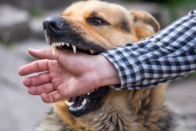 Dog Bite Laws in Florida – News