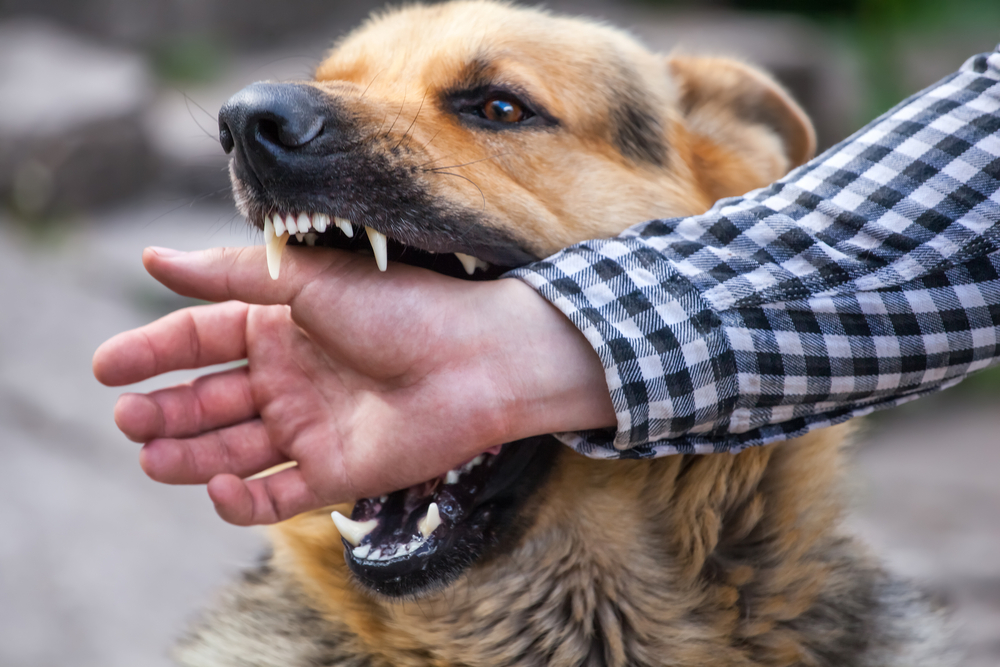 Dog Bite Laws in Florida